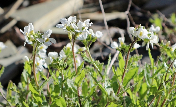 Арабис альпийский белый
