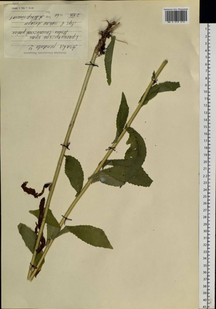 Щавель курчавый гербарий