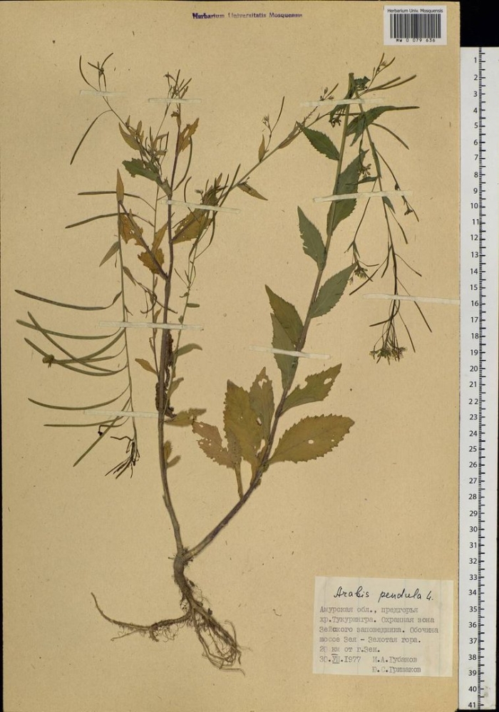 Пастушья сумка обыкновенная гербарий