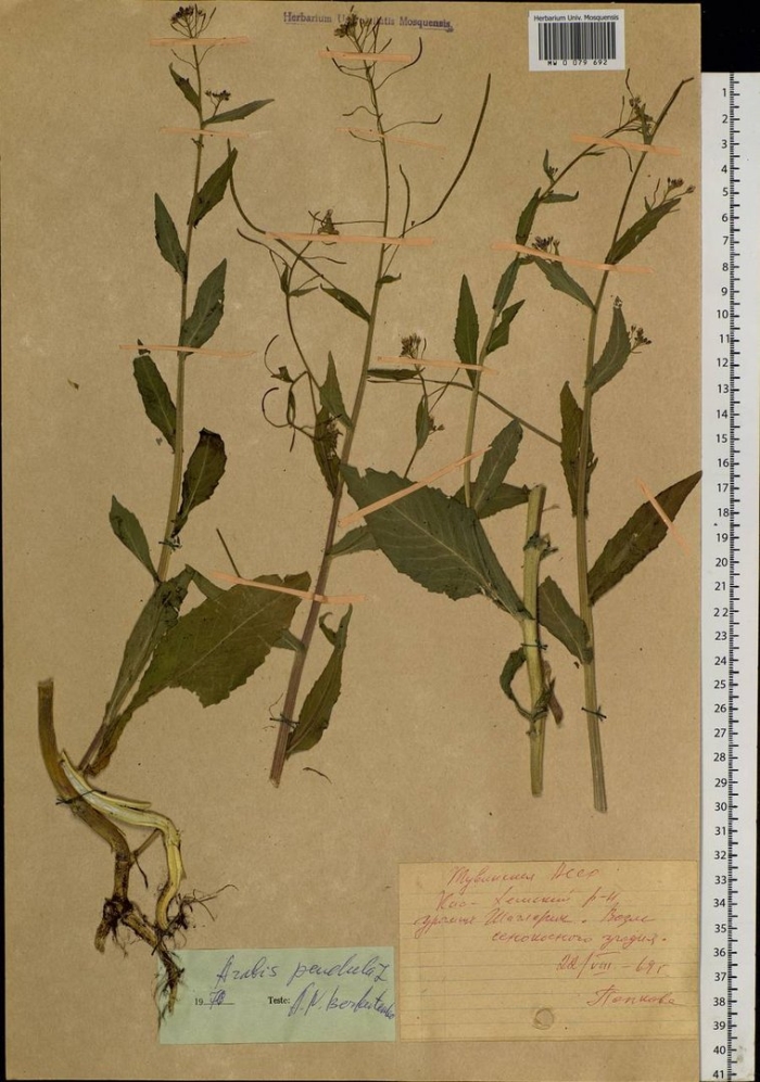 Persicaria lapathifolia