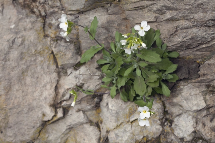 Арабис caucasica