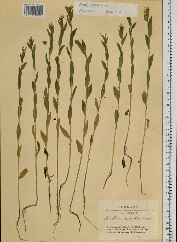 Резуха повислая красная книга