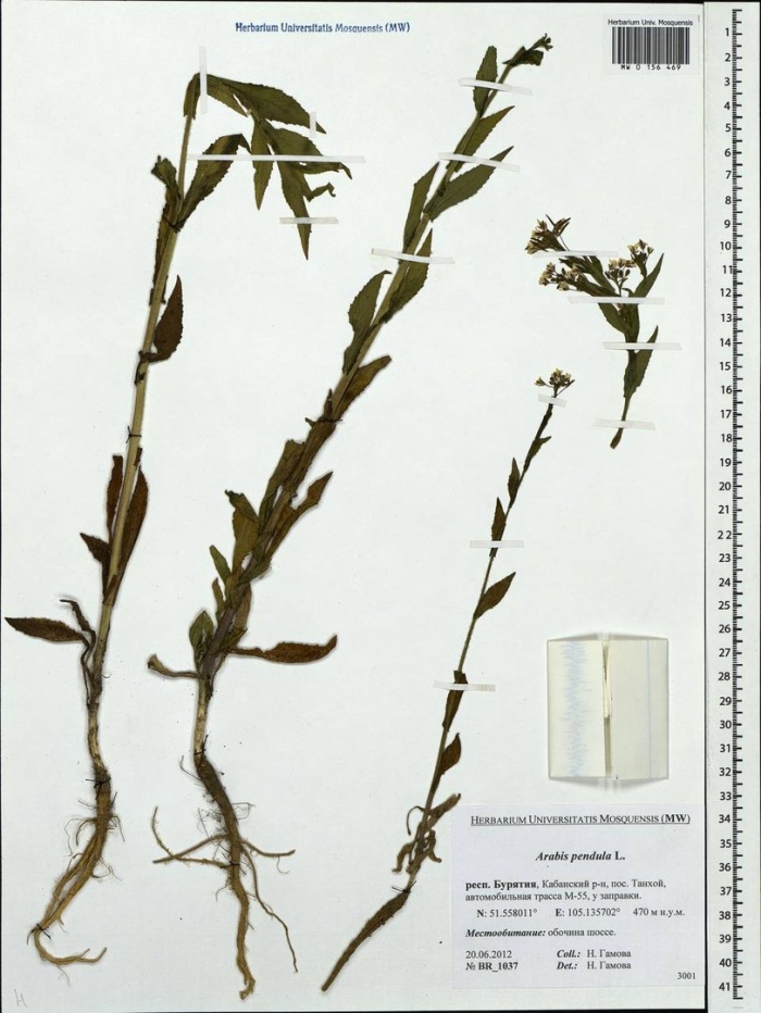 Желтушник левкойный