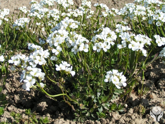 Арабис зюндермана