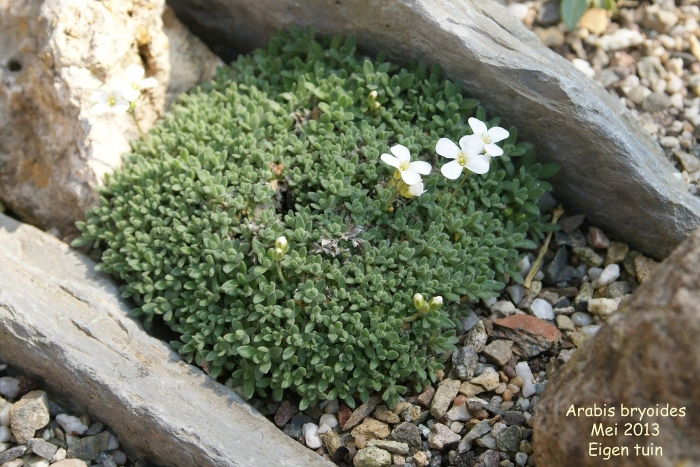 Арабис альпийский резуха