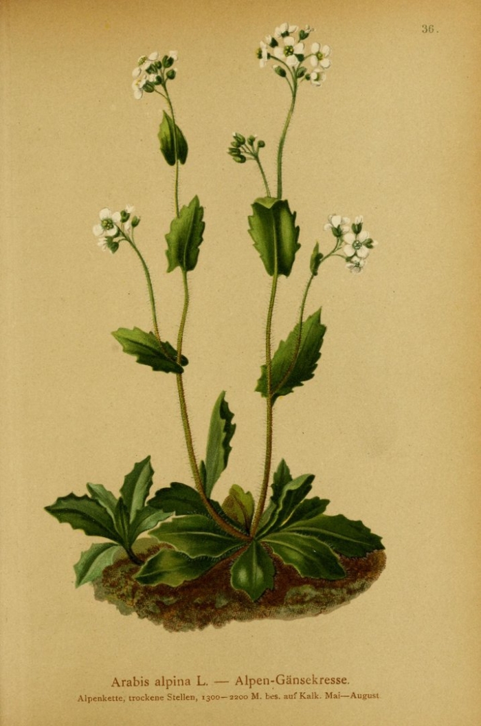 Arabis alpina