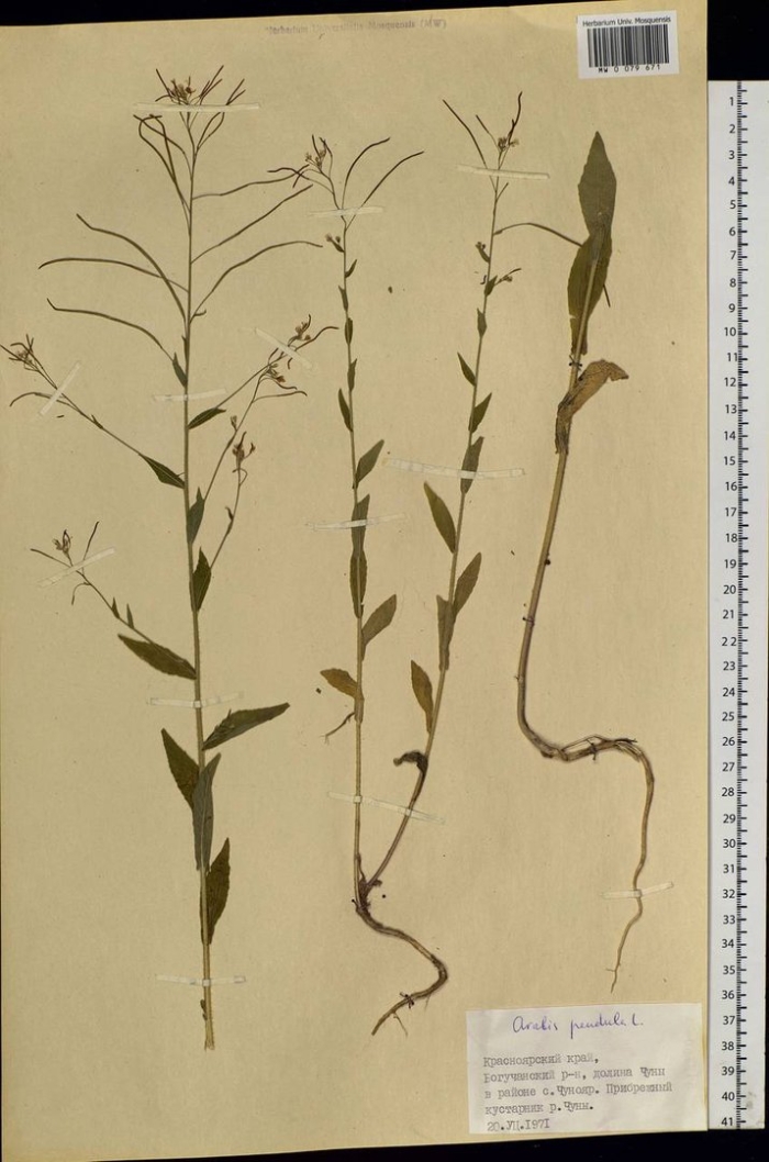 Erysimum cheiranthoides