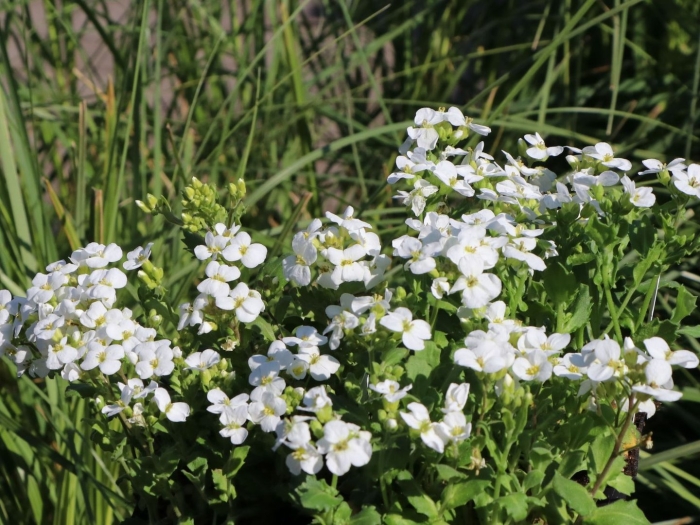 Арабис многолетний