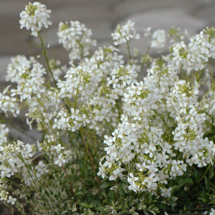Арабис лотти вайт
