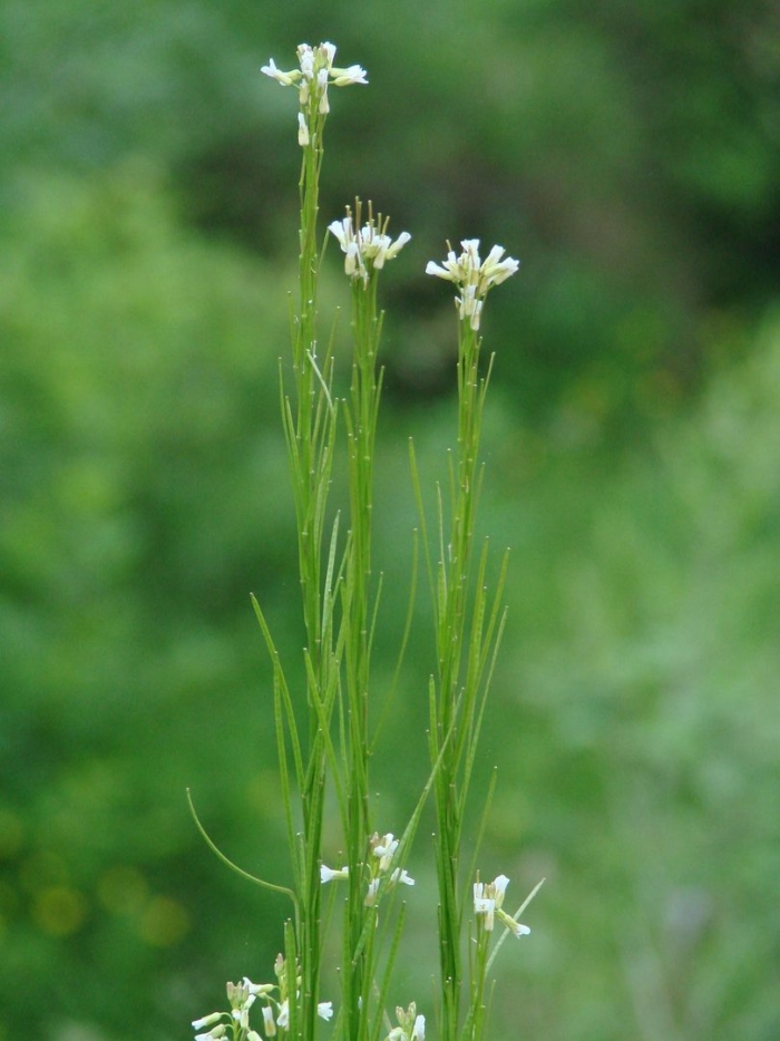 Arabis sagittata