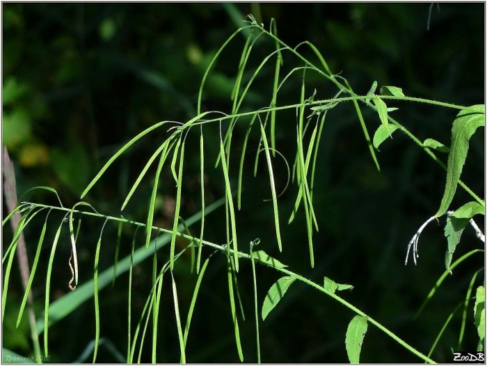 Овсяница гигантская festuca gigantea
