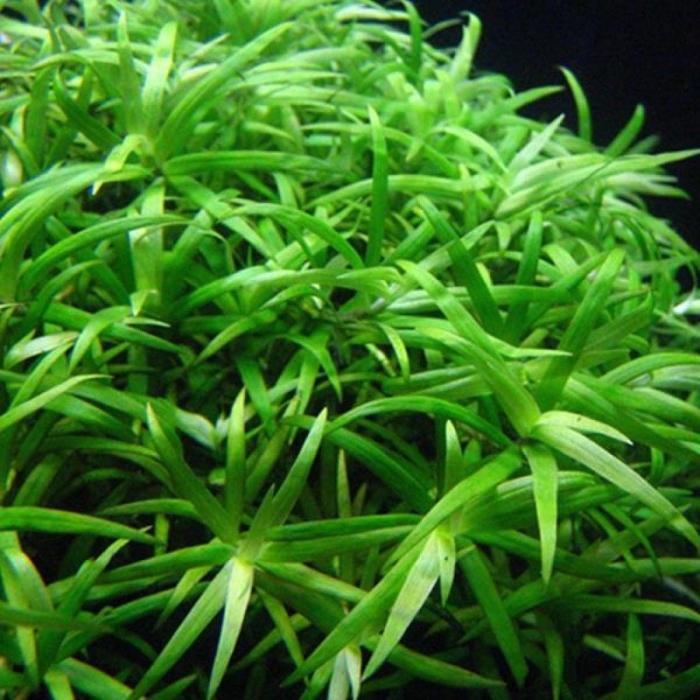 Гетерантера остролистная