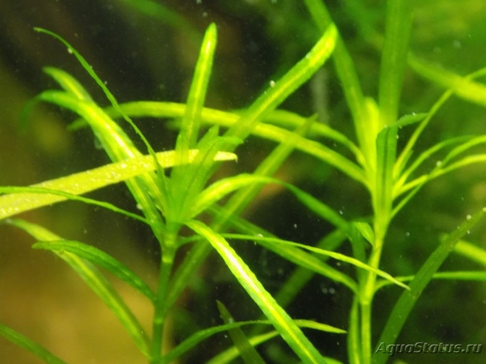 Наяс аквариумное растение