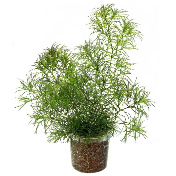 Аспарагус шпренгера