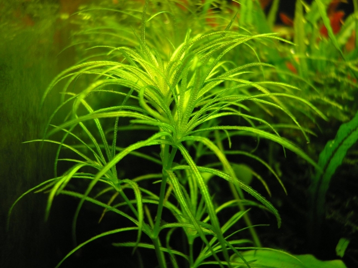 Наяда гваделупская аквариумное растение