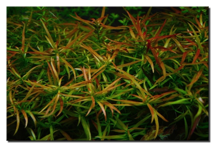 Людвигия аркуата