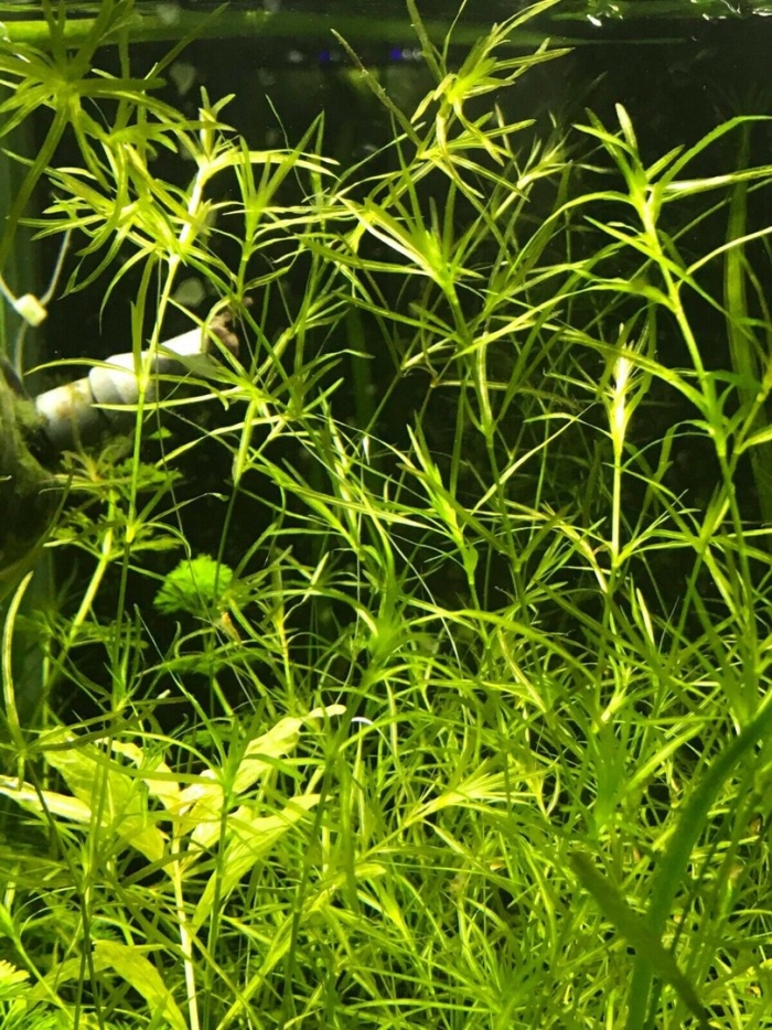 Наяс аквариумное растение