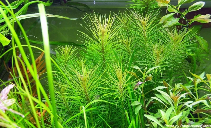 Погостемон эректус аквариумное растение