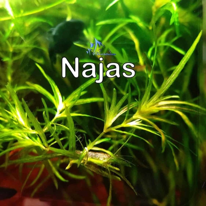 Наяда гваделупская аквариумное растение