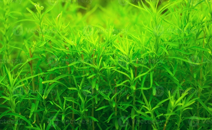 Майака речная аквариумное растение