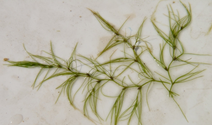 Zannichellia pedunculata