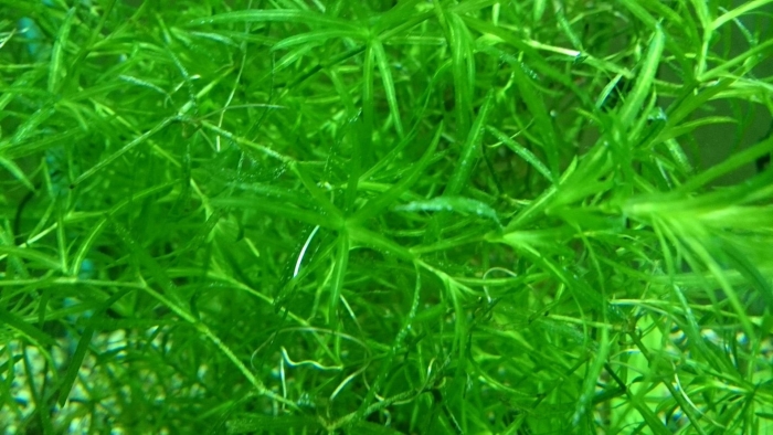 Наяда гваделупская аквариумное растение