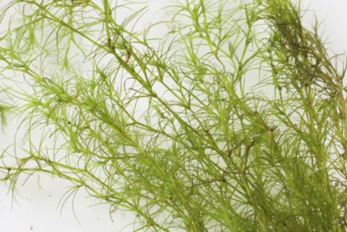 Наяс индика