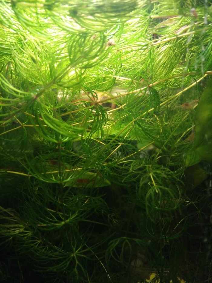 Роголистник аквариумное