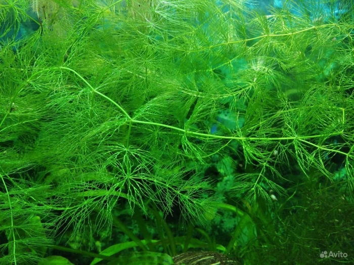 Роголистник аквариумное растение