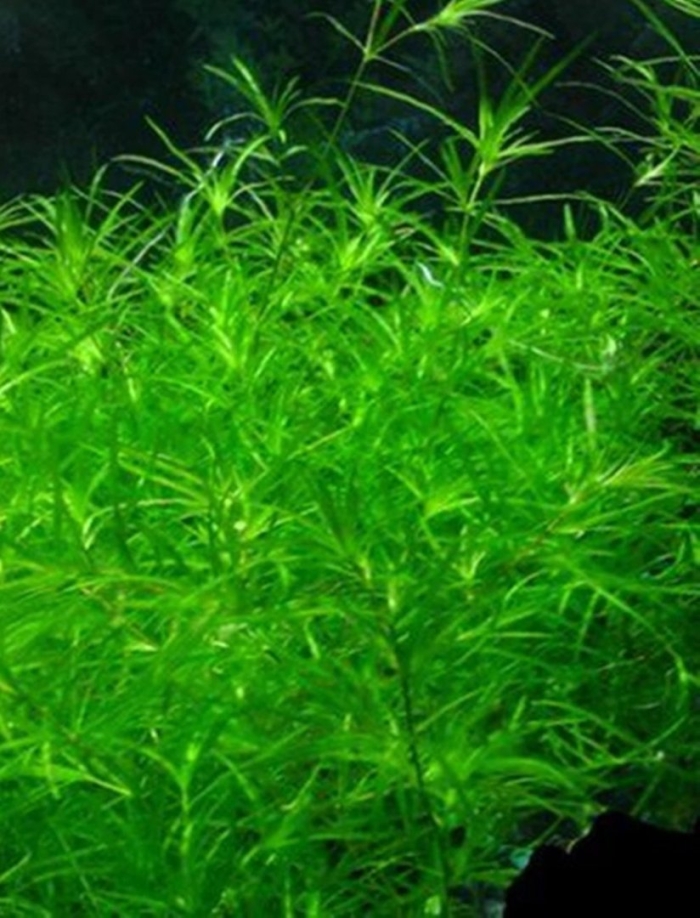 Наяс аквариумное растение