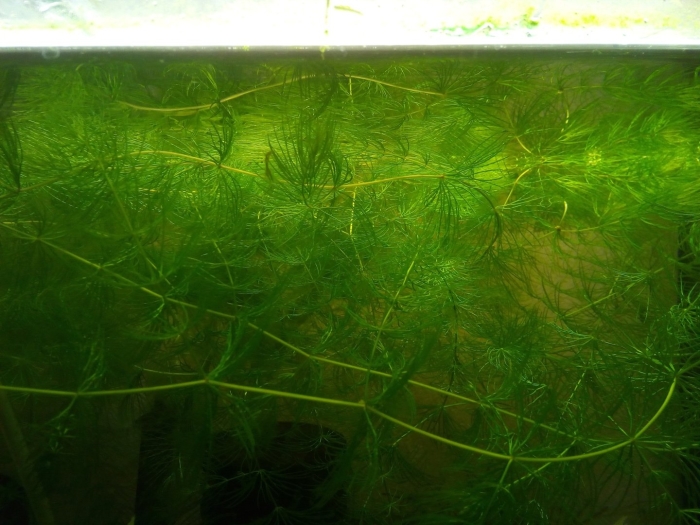 Элодея роголистник