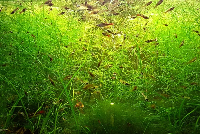 Наяс аквариумное растение