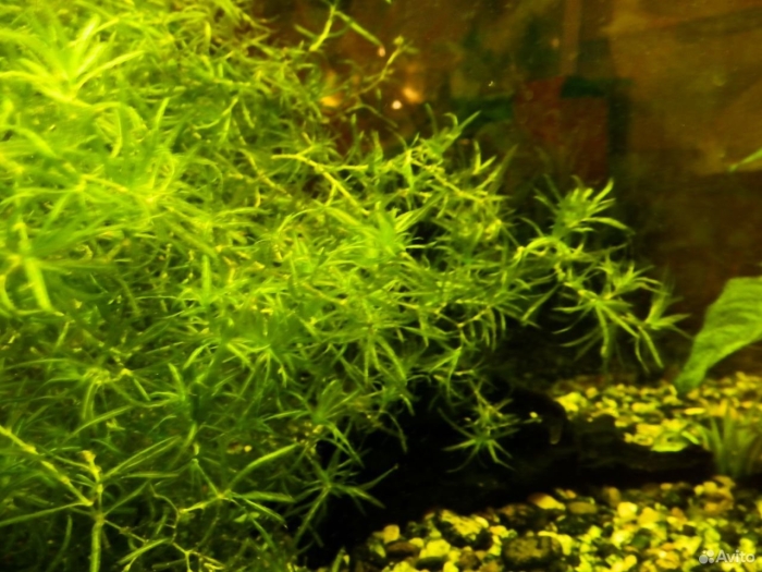 Наяда аквариумное