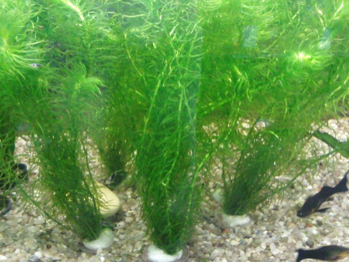 Наяда гваделупская аквариумное растение
