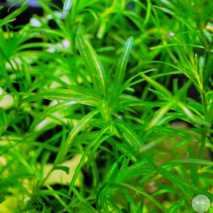 Элодея наяс