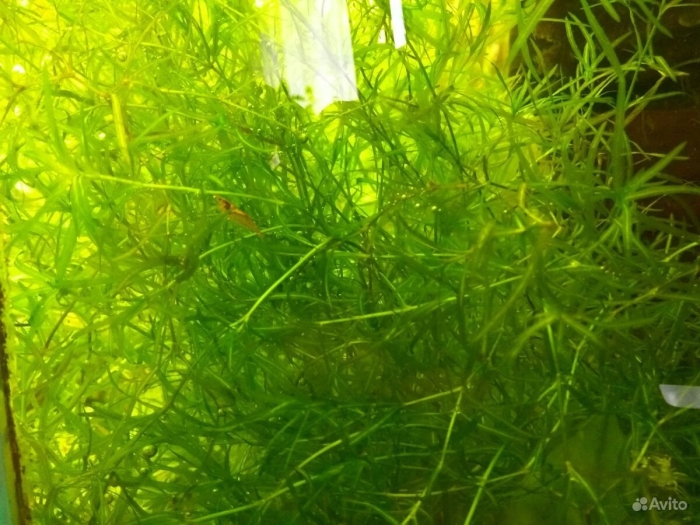 Растение аквариумное