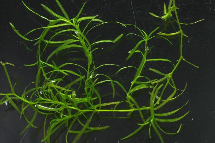 Погостемон октопус аквариумное растение