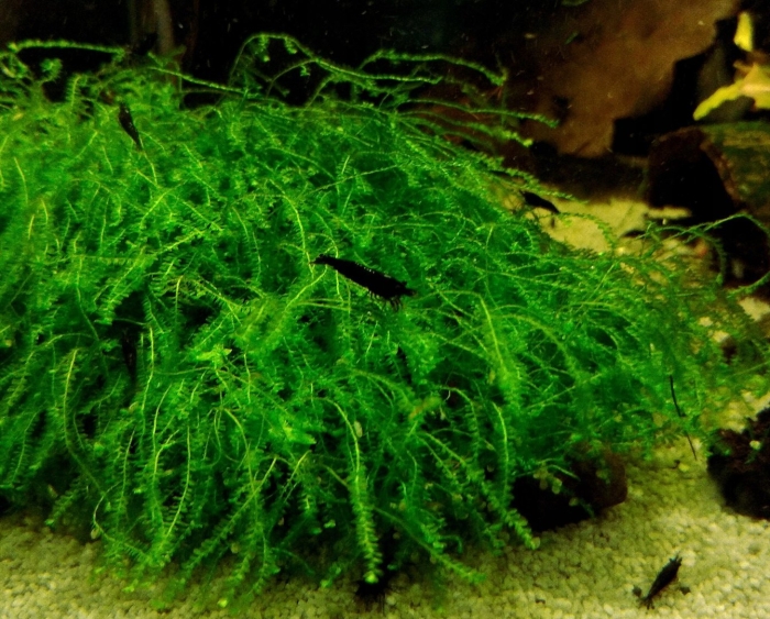 Яванский мох для аквариума