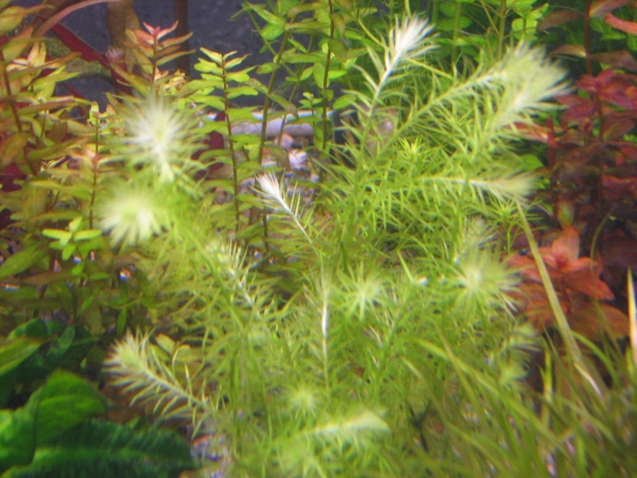 Майака речная аквариумное