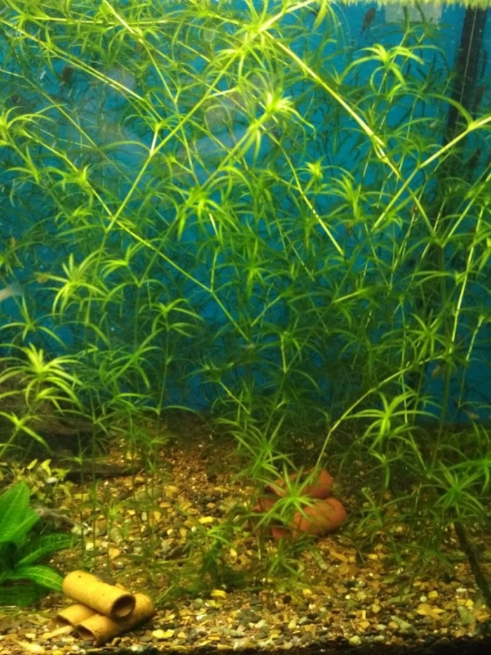 Наяс гваделупский