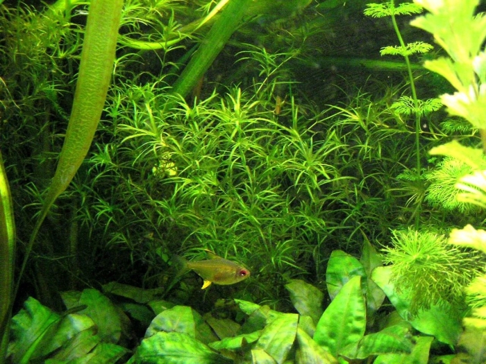 Аквариумное растение