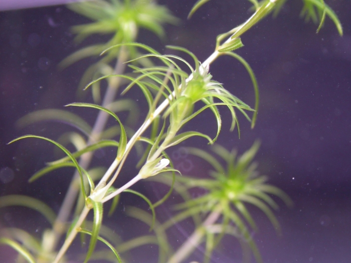 Наяс аквариумное растение