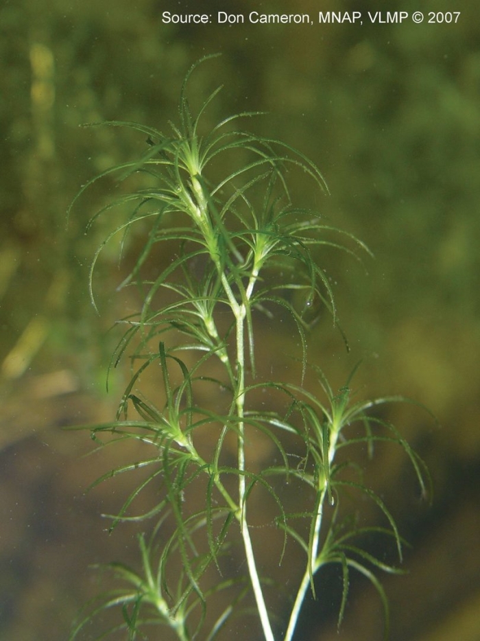 Eriocaulon setaceum