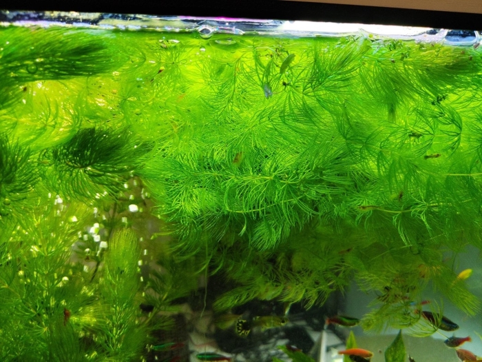 Роголистник аквариумное