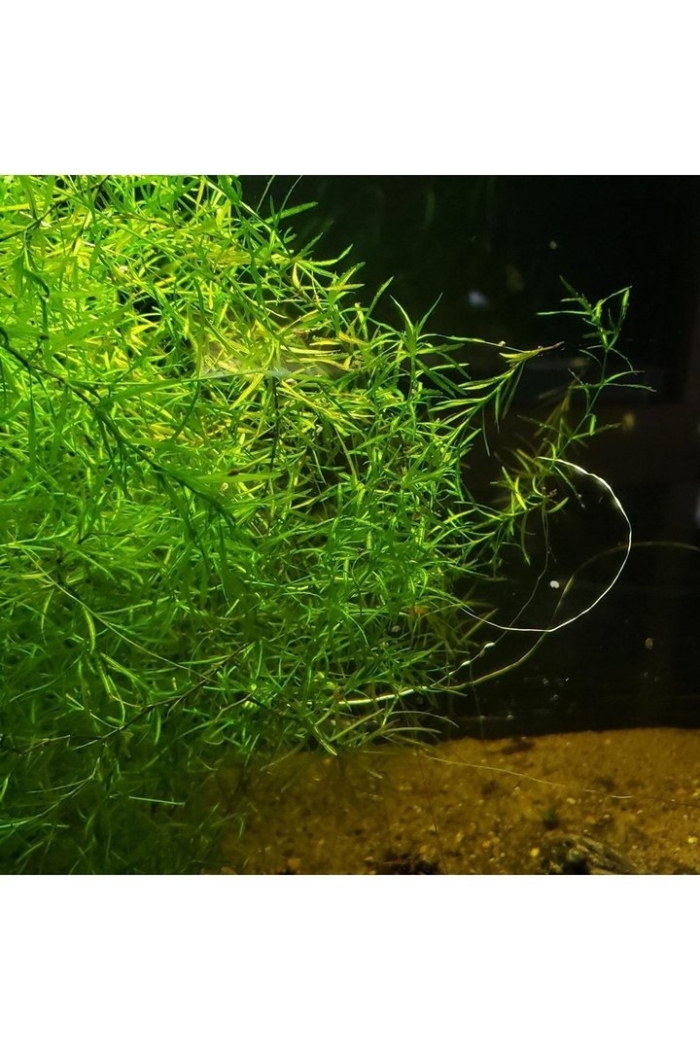 Guppy grass растение
