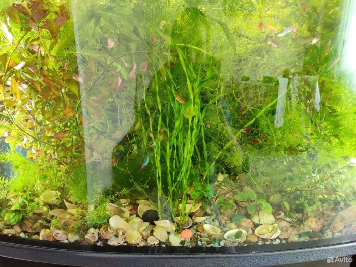 100 литров аквариум