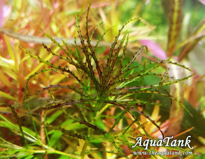 Наяс рорайма