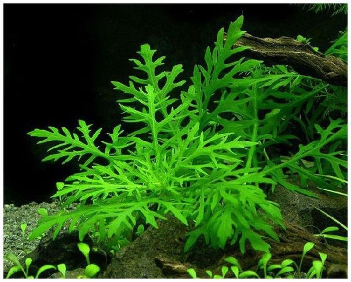 Гигрофила деморфная вайс грюн