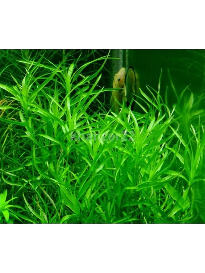 Наяс аквариумное