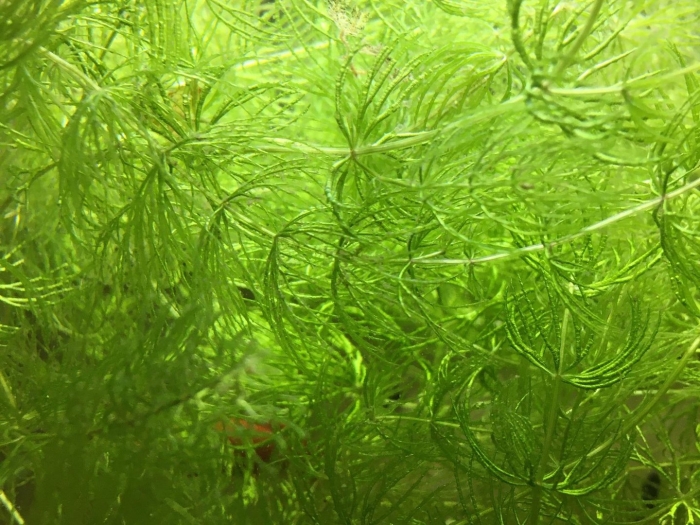 Роголистник аквариумное растение